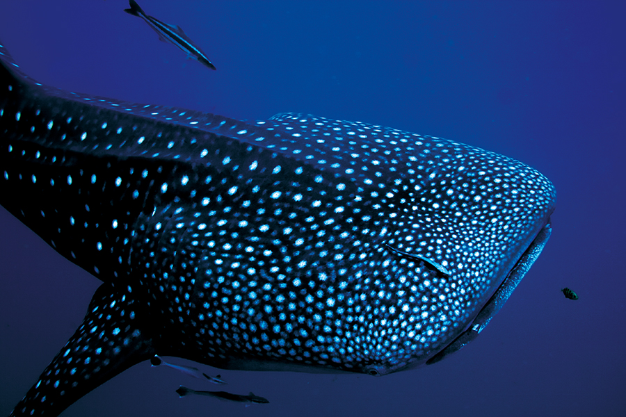 Close-up of a whale shark swimming in the deep blue waters of the Mexican Caribbean, near Holbox and Cancun.