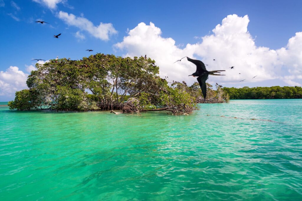 A tourist boat navigating the pristine natural canals and mangroves of Sian Ka'an Biosphere Reserve, a UNESCO World Heritage site in Tulum, Mexico.